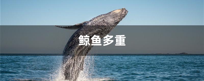 鲸鱼有多重多少吨,鲸鱼有多重、有多少米