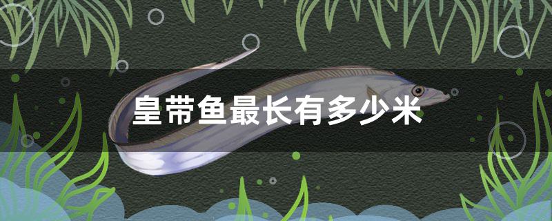 最长的皇带鱼有多长(皇带鱼一般能长到多少米长?)