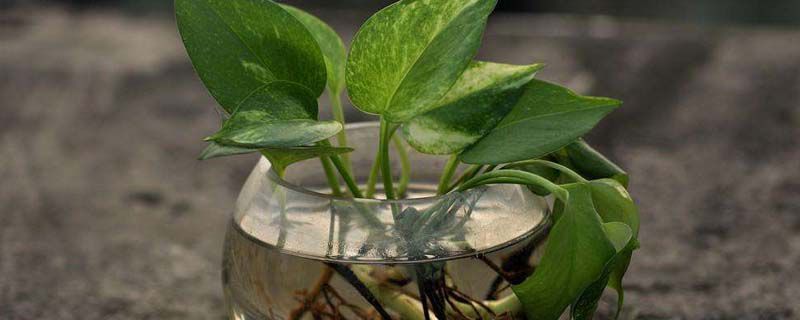 玻璃瓶适合养什么水生植物,适合玻璃瓶水养的花草