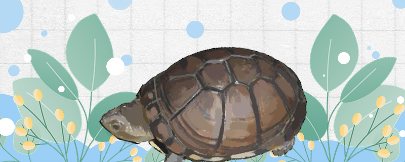 西非侧颈龟是深水龟吗(东非侧颈龟和西非侧颈龟)