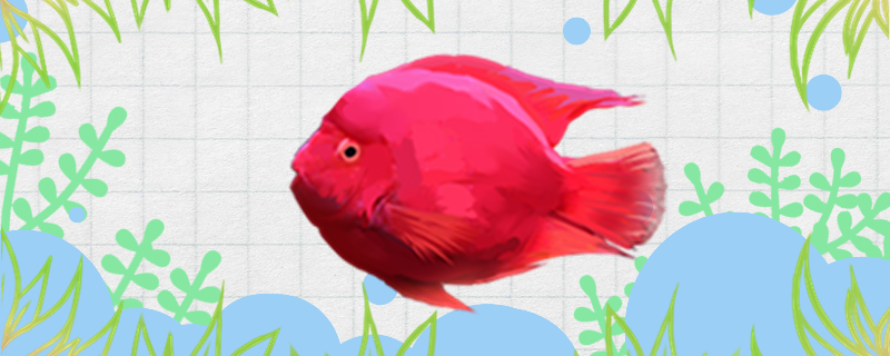 元宝鹦鹉鱼怎么养最红 鹦鹉鱼和元宝鱼哪个好养