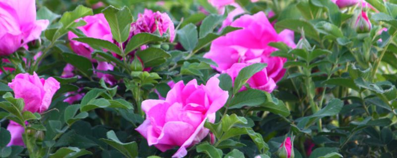 微型玫瑰的养殖方法和注意事项(微型玫瑰花的养殖方法)