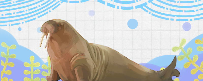 海狮海豹海狗海象是哺乳动物吗(海豹海狮海象是哺乳动物吗)