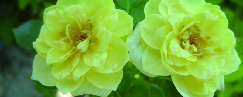 迷你玫瑰的养殖方法和注意事项(迷你玫瑰的养殖方法和注意事项黄玫瑰)