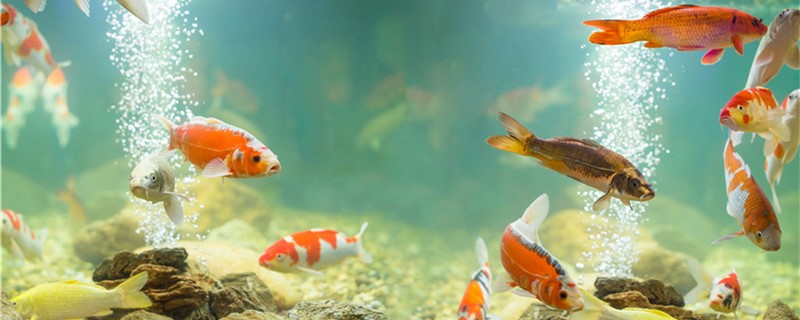 怎么防止小鱼被吃,怎样避免小鱼不被大鱼吃
