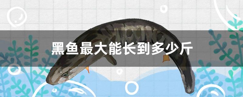 黑鱼最大能长到多少斤图片(黑鱼最大能长到多少斤?)