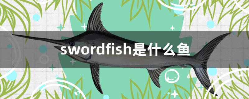 swordfish是什么鱼(sword fish)