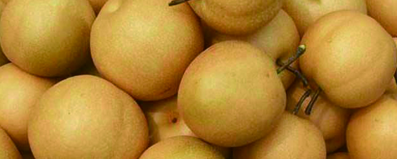 梨的种类有哪些(梨的品种有多少种)