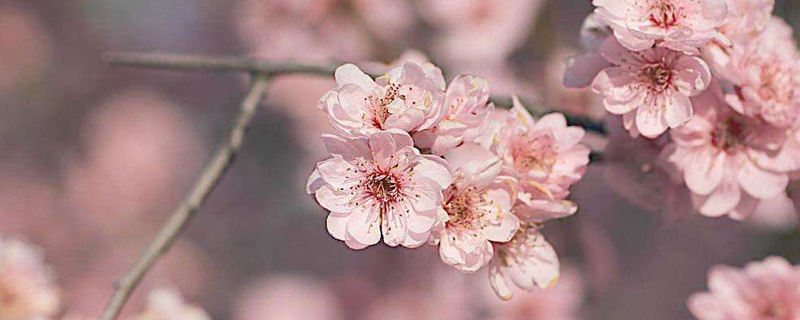 桃花梅花有几个花瓣(重瓣梅花有几个花瓣)