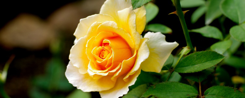黄玫瑰的花语是什么意思(紫色的玫瑰花图片)