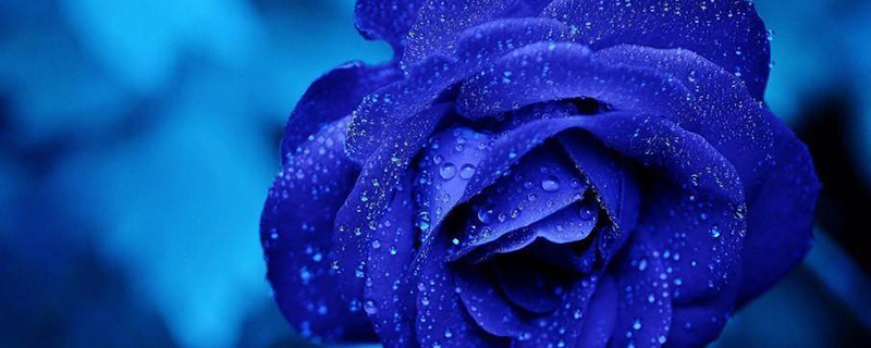 蓝色玫瑰的花语是什么意思(蓝玫瑰的花语是什么意思)