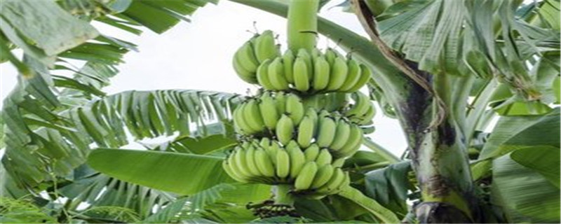 香蕉树长什么样子(香蕉树的样子)