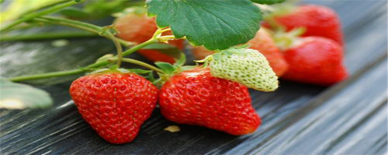 草莓的特征和颜色描写(草莓品种)