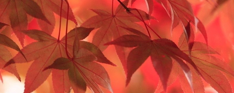 日本红枫叶子尖焦枯原因(红枫叶子边缘焦枯什么原因)