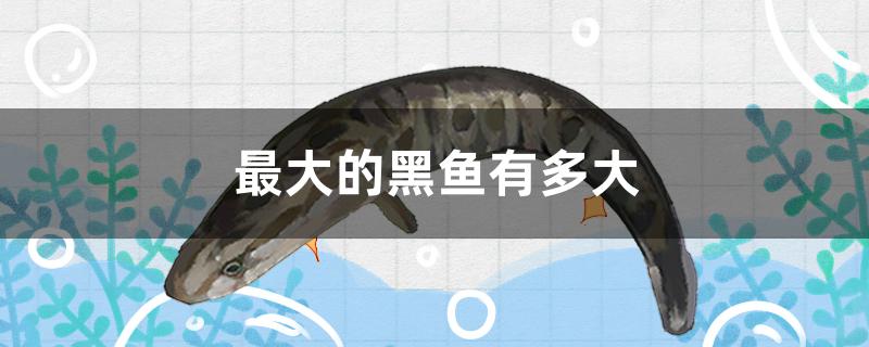 中国最大的黑鱼有多大(世界上最大的黑鱼有多大)