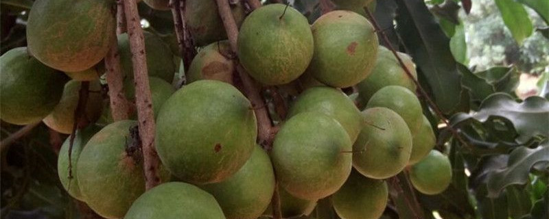 夏威夷果树中国哪里可以种植,夏威夷果树怎么种植条件