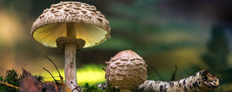 蘑菇有哪几种(蘑菇有几种名字和图片)
