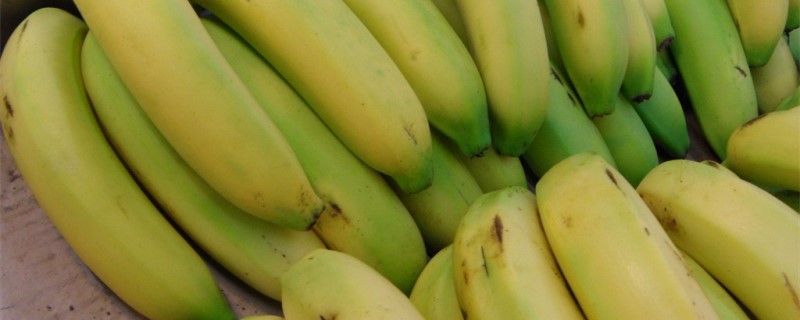 香蕉的种子是什么样的图片(香蕉的种子是什么样的怎么画)