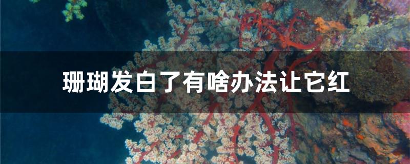 红珊瑚发白了怎么办(珊瑚变白了怎么能变红?)