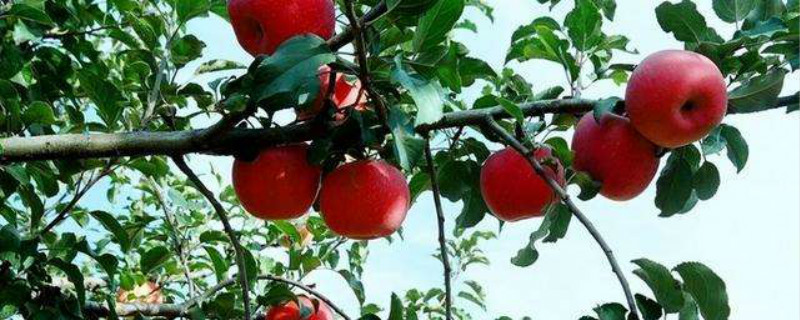 苹果树施肥最佳时间和方法及配方(苹果树施肥时间和方法)