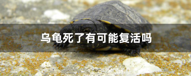 乌龟死了有可能复活吗,如果乌龟死了还能救活吗
