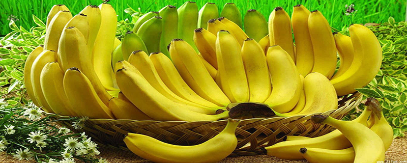 香蕉苗是怎么种出来的视频(香蕉苗是怎么育出来的)