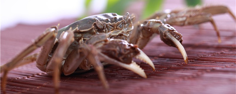 螃蟹生活在什么样的地方图片(螃蟹生活在什么样的地方简笔)