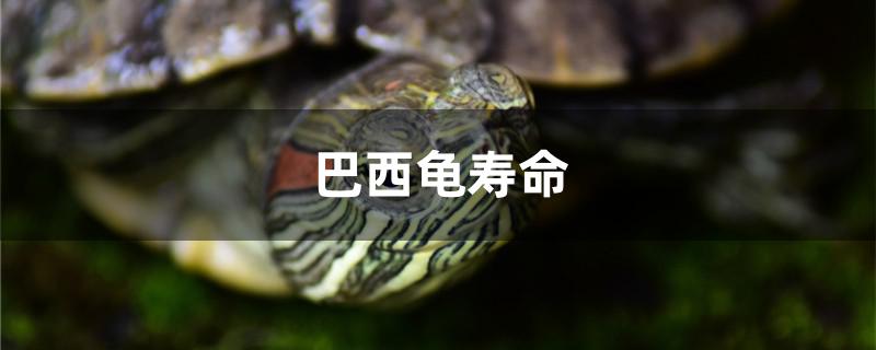 巴西龟寿命有多长时间(巴西龟寿命有多长:巴西龟怎么看年龄(图))