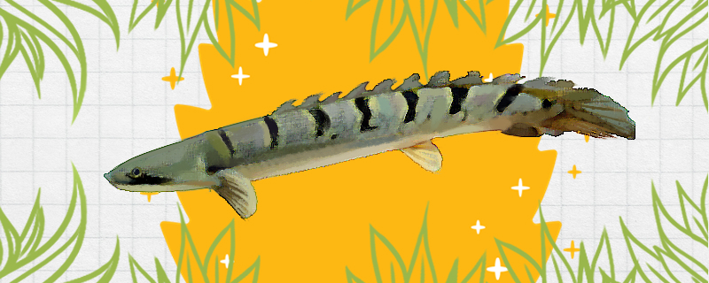 六角恐龙鱼可以和斑马鱼一起养吗(斑节鳉鱼好养吗)