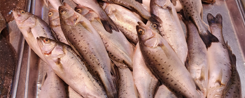 鲈鱼多少钱一斤市场价2021(鲈鱼价格一斤多少钱)