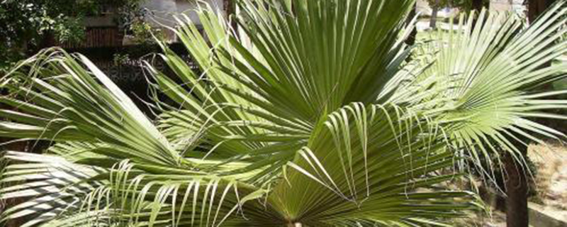 棕榈叶有毒吗,棕榈树叶子有毒吗