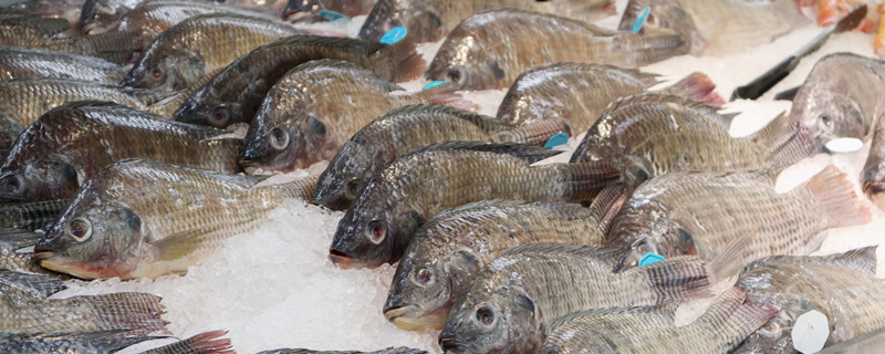 罗非鱼多少钱一斤市场价2021(罗非鱼一斤多少钱)