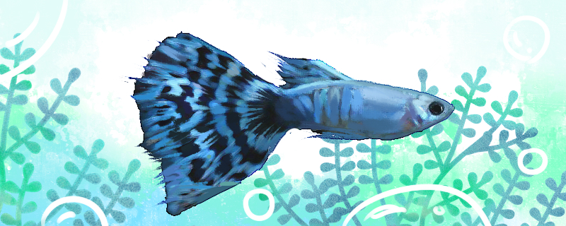 马赛克孔雀鱼品种,红马赛克孔雀鱼