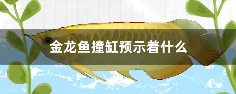金龙鱼撞缸预示着什么风水学(金龙鱼突然撞缸是什么意思)
