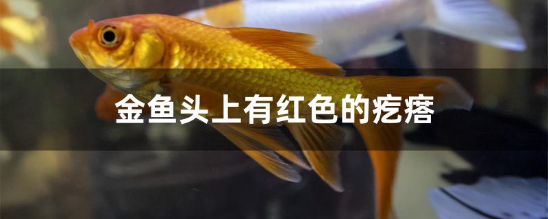 金鱼头上有红色的疙瘩是什么鱼(金鱼头上有红色的东西怎么办)