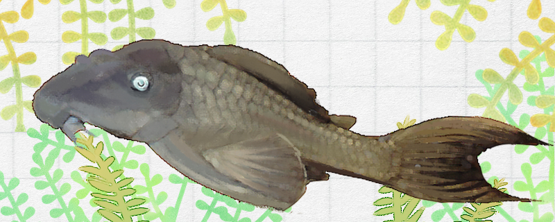 皇冠豹异型鱼长得快吗,皇冠鱼和招财鱼可以混养吗