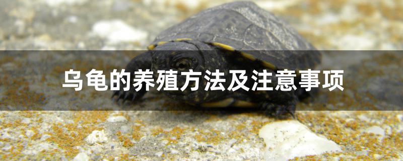 龟的养殖方法和注意事项(宠物乌龟的养殖方法及注意事项)