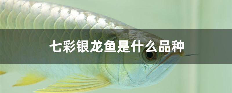 红龙鱼什么品种最好(七彩银龙鱼是真的吗)