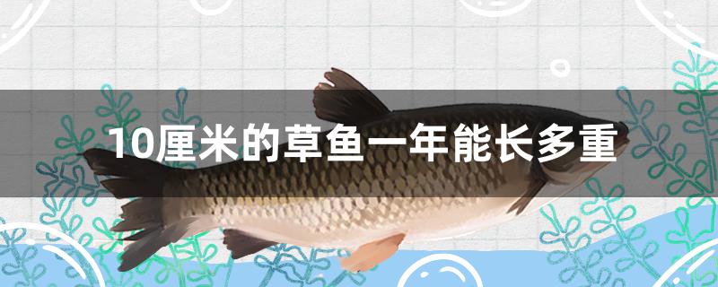 一斤重的草鱼一年能长多大(草鱼长到10斤要多久)