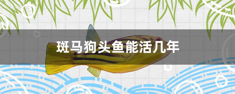 斑马狗头鱼能活几年大鱼视频(斑马狗头鱼能活多少年)