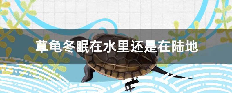 草龟冬眠是在水里还是在陆地上,草龟可以在水中冬眠吗