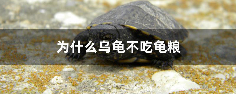 为什么乌龟不吃龟粮只吃虾,为什么乌龟不吃龟粮一直把头埋在水里