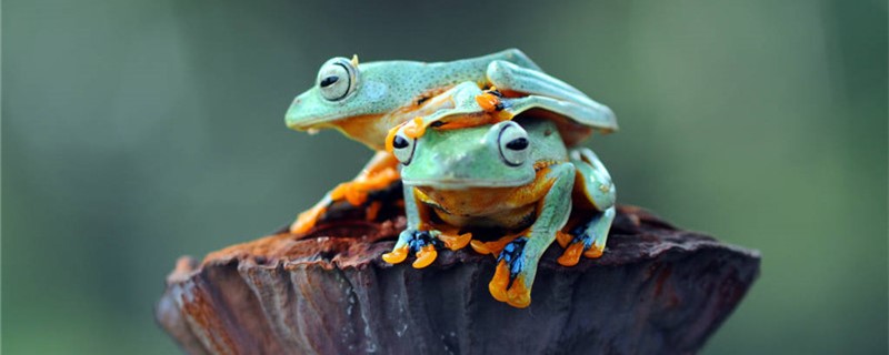 树蛙和青蛙一样吗(树蛙和青蛙的区别)