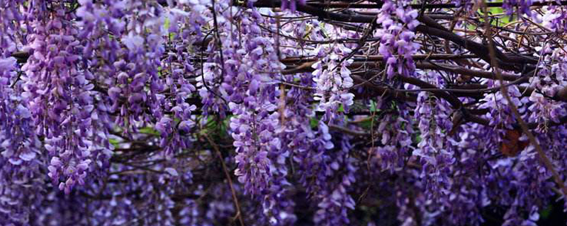 紫藤有哪些品种(紫藤有哪些品种容易开花)