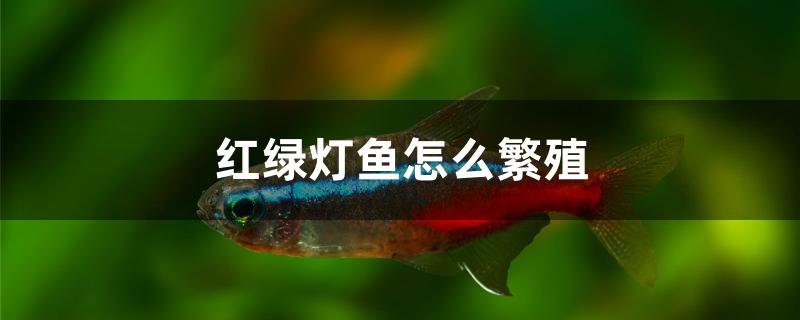 红绿灯鱼怎么繁殖分公母(红绿灯鱼怎么繁殖视频)