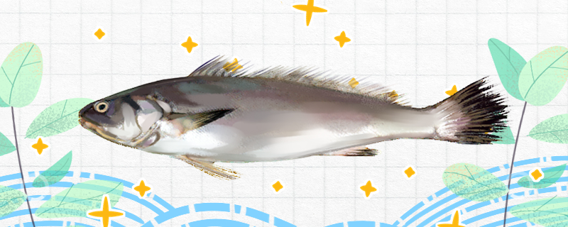 米鱼是海鱼吗,米鱼是深海鱼吗