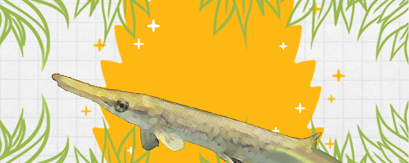 火箭鱼和尖嘴鳄的区别(幽灵鳄鱼火箭)