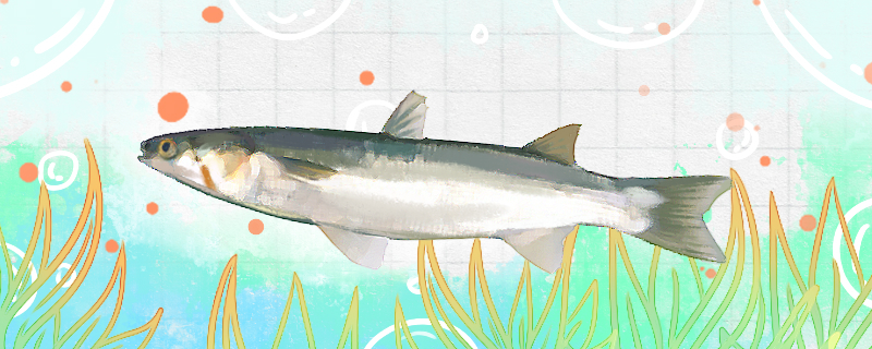 梭鱼和白眼鱼的区别(白眼梭鱼和红眼梭鱼的区别)