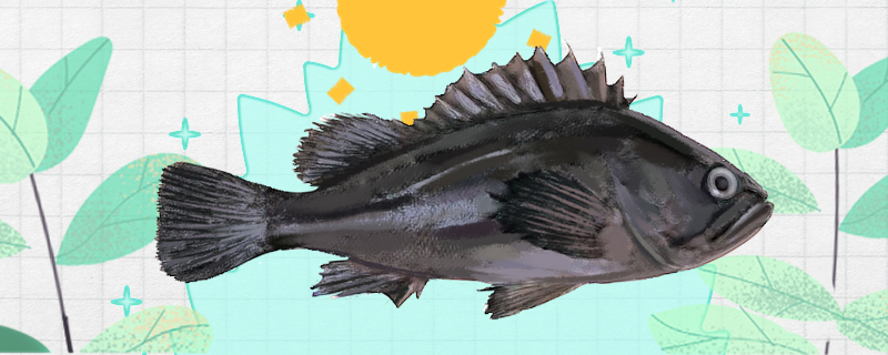 黑头鱼是石斑鱼吗,石斑鱼和黑头鱼区别