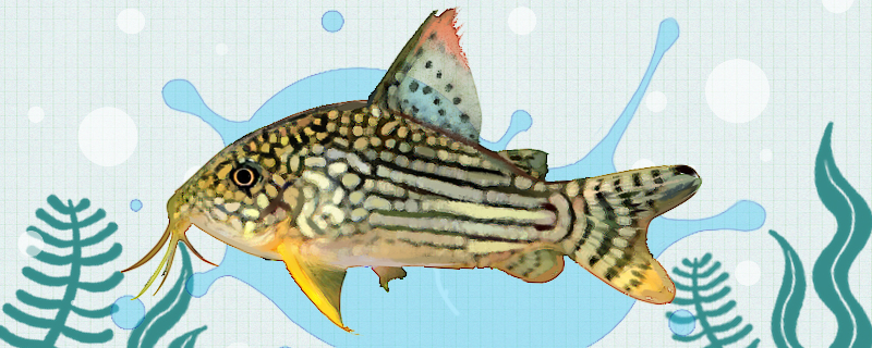 金翅珍珠鼠鱼繁殖(金翅珍珠鼠)